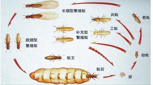 珠海白蟻防治公司提醒業(yè)主沒見白蟻為什么還